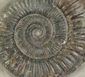 Dactylioceras Ammonite Fossil - England #100457-1